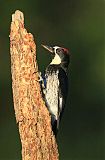 Acorn Woodpeckerborder=